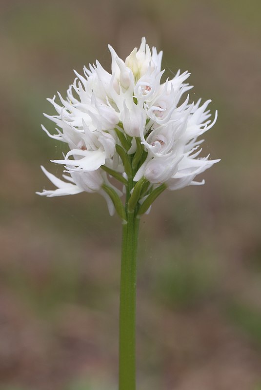 Algarve 2023 Orchis%20italica hypoc